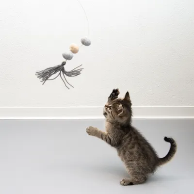 Котенце играе с висяща играчка въдица от филцови топки и ресни.