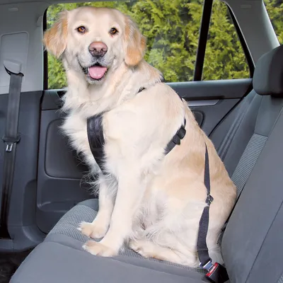 Hund med säkerhetssele på baksätet i en bil, fastspänd med ett bälte för säkra bilresor.