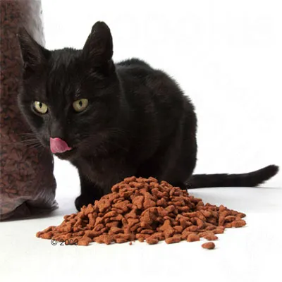 Schwarze Katze neben einem Haufen brauner Trockenfutterstücke und einer geöffneten Verpackung mit Trockenfutter.