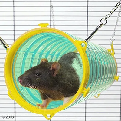 Small animal inside a transparent hanging tunnel tube with yellow ends, demonstrating use of the cage accessory for climbing or hiding.