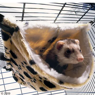 Frettchen in einer Leopardenmuster-Hängematte aus weichem Stoff, befestigt an einem Käfig.