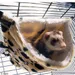 Savic Hängematte Relax de Luxe Fake Fur