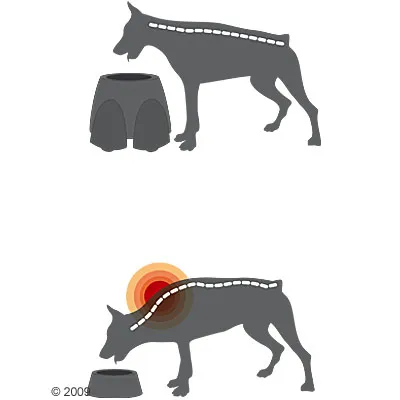 Ilustracija prikazuje psa z ravno hrbtenico pri hranjenju iz dvignjene posode in psa z ukrivljeno hrbtenico ter pritiski pri hranjenju iz nizke posode.