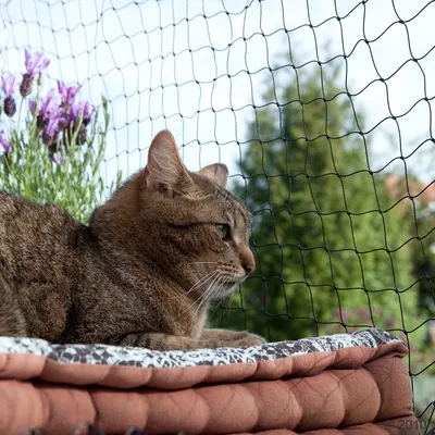 Cat lying on a cushion behind protective outdoor netting, demonstrating use of safety net for balconies or gardens.