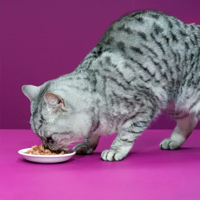 Kočka s šedým pruhovaným kožichem jí z bílého talířku mokré krmivo na růžovém podkladu.