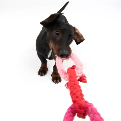 Куче държи в устата си розова и червена въжена играчка за дъвчене и дърпане. Видими са текстилните материали на играчката.