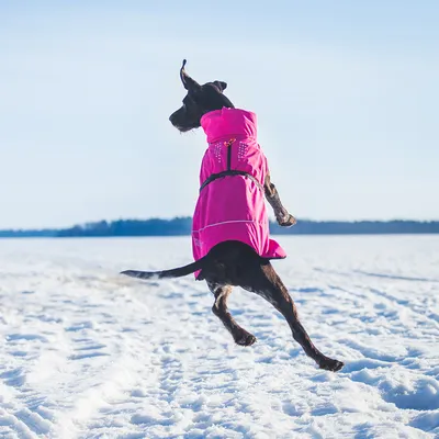 Hund i en pink frakke springer i sneen. Frakken har reflekterende striber og en krave med dekorative elementer.