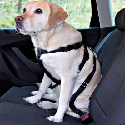 Hund med svart säkerhetssele på ett bilsäte, fastsatt med ett rött clip på säkerhetsbältet.
