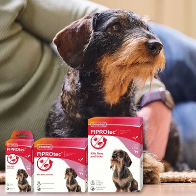 Dog sitting beside three boxes of Beaphar FIPROtec, labelled as killing fleas and ticks, suitable from 8 weeks of age, with spot-on application instructions visible.