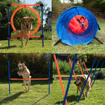 Agility-Set mit Sprungring, Tunnel, Hürden und Slalomstangen für Hunde im Garten. Hund demonstriert Nutzung der Hindernisse.