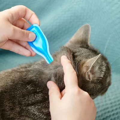Person applying liquid from a blue pipette to the back of an animal's neck, demonstrating topical application method.