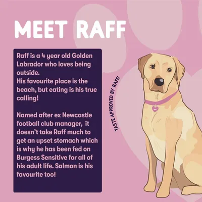 Text reads: Meet Raff. Raff is a 4 year old Golden Labrador who loves being outside and eating, prefers the beach, eats Burgess Sensitive due to an upset stomach, likes salmon.