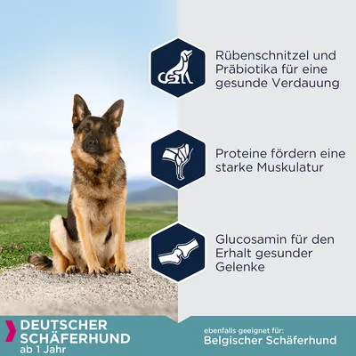 Deutscher Schäferhund ab 1 Jahr. Rübenschnitzel und Präbiotika für gesunde Verdauung, Proteine fördern starke Muskulatur, Glucosamin unterstützt gesunde Gelenke. Auch für Belgischen Schäferhund geeignet.