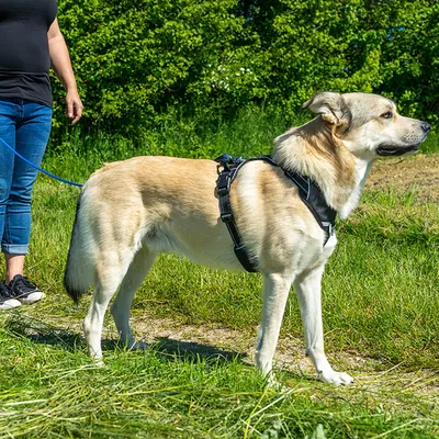 Собака в черной шлейке и на поводке, которую ведет человек по лугу.