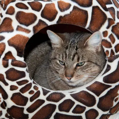 Cuccia per gatti marrone con motivo giraffa, gatto all'interno che guarda fuori.