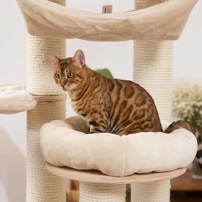 Cat tree with beige plush bed and sisal posts, cat sitting on the top platform.