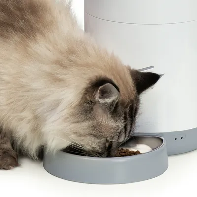 Katze frisst aus einem grauen Futternapf, der mit Trockenfutter gefüllt ist. Im Hintergrund ein weisser automatischer Futterspender.