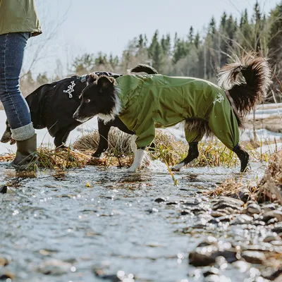 Två hundar utomhus, en bär en grön och den andra en svart vattentät hundjacka, lämplig för våt terräng.