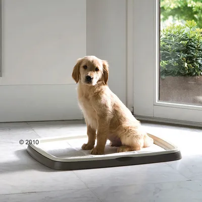 Hund sitzt auf einer rechteckigen Trainingsunterlage mit erhöhtem Rand in einem hellen Raum vor einer Glastür.