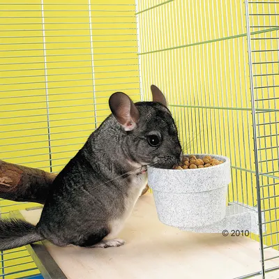 Chinchilla frisst aus einem grauen Futternapf, der an der Gitterwand eines Käfigs befestigt ist.