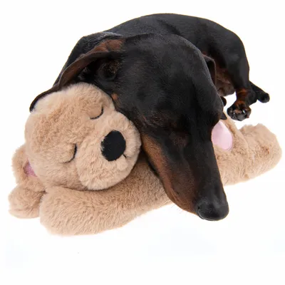 Schwarzer Hund ruht auf einem braunen Plüschspielzeug in Form eines Bären mit geschlossenen Augen.