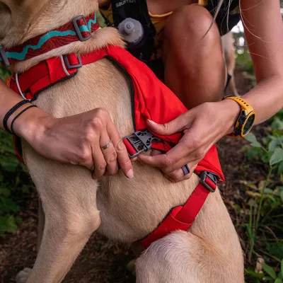 Person fäster ett rött hundsele med klickspänne på en hund. Selen har justerbara remmar och ett färgat halsband är synligt.