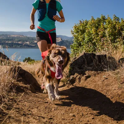 Person joggar med hund som bär en röd sele på en vandringsled i naturlig miljö.