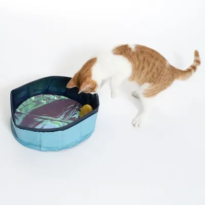 Kat met oranje-witte vacht naast een opvouwbare blauwe kunststof bak met glanzende binnenkant en geel speeltje erin.