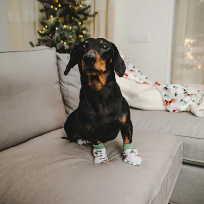 Hund med julstrumpor på en soffa, i bakgrunden en dekorerad julgran.