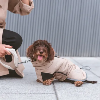 Cane con cappotto beige e dettaglio nero, tenuto al guinzaglio. Il cappotto mostra il logo 'NT'.