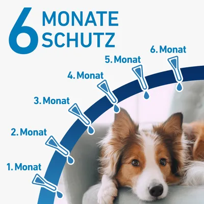 Diagramm zeigt Schutz für 6 Monate mit monatlichen Markierungen: 1. Monat bis 6. Monat, begleitet von Tropfensymbolen.