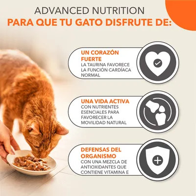 Texto: Advanced Nutrition para que tu gato disfrute de: un corazón fuerte, una vida activa, defensas del organismo. Imagen de un gato naranja comiendo comida húmeda de un plato.