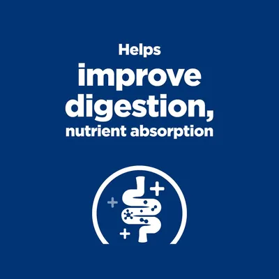 Helps improve digestion, nutrient absorption felirat angol nyelven, stilizált emésztőrendszer ikon kék háttéren