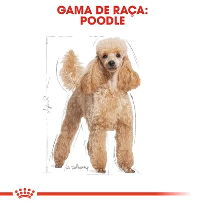 Texto visível: 'Gama de raça: Poodle' acima da imagem de um cão poodle. Indicação visual do tamanho do animal ao lado.