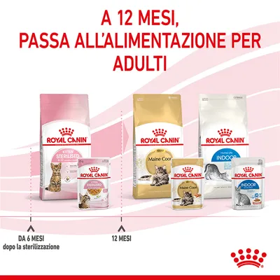 A 12 mesi, passa all'alimentazione per adulti. Royal Canin Kitten Sterilised da 6-12 mesi, poi Royal Canin Maine Coon Adult e Indoor a partire da 12 mesi. Immagine di confezioni visibili.