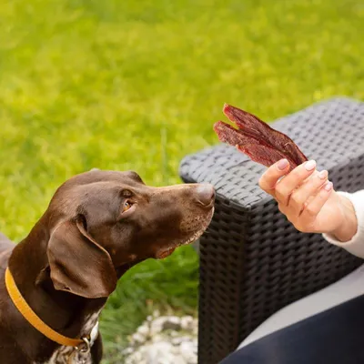 Hund ser på tørrede kødstrimler, som holdes af en person. Demonstration af brugen som snack eller belønning. Hund ser på tørrede kødstrimler, som holdes af en person. Demonstration af brugen som snack eller belønning.