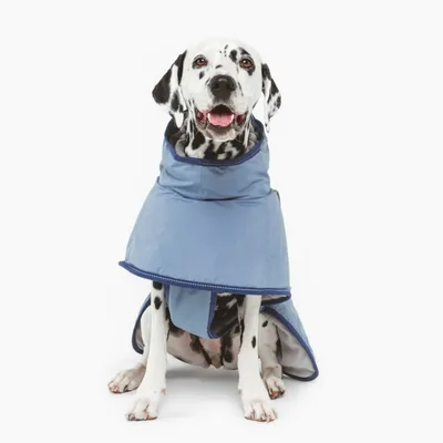 Chien dalmatien portant un manteau bleu pour chien, coupe couvrante avec col montant et fermeture sur le poitrail, tissu lisse visible.