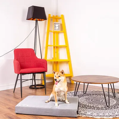 Hund sitzt auf grauem Hundebett in modernem Wohnzimmer mit rotem Stuhl, gelbem Regal und rundem Holztisch.