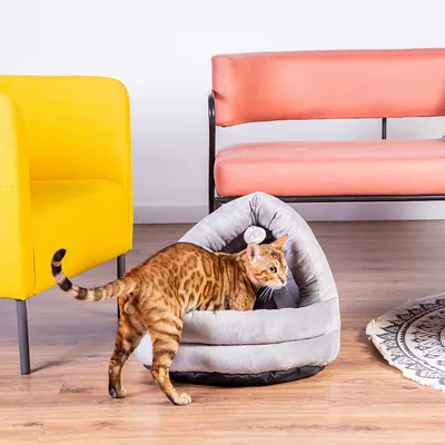 Braun getigerte Katze neben einem grauen, weichen Katzenbett in Zeltform mit hängendem Spielzeug.