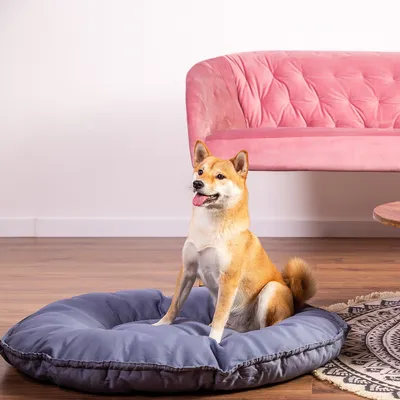 Hond zit op een grijs, gevoerd hondenkussen in een woonkamer met een roze bank en tapijt.
