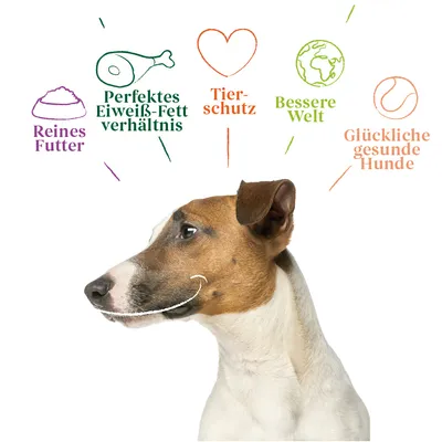 Reines Futter, perfektes Eiweiss-Fett-Verhältnis, Tierschutz, bessere Welt, glückliche gesunde Hunde. Illustration mit Hund und Symbolen.