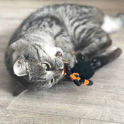 Grå kat leger med sort-orange stoflegetøj på trægulv.