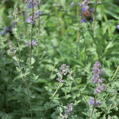 Nærbillede af blomstrende katteurt med grønne blade og lilla blomster.