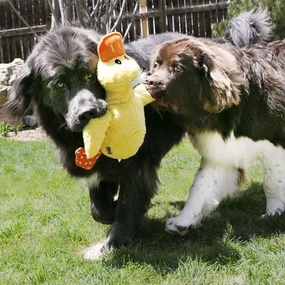 Dog with yellow plush toy in the shape of a duck in the garden. Toy has orange spots and a cap.