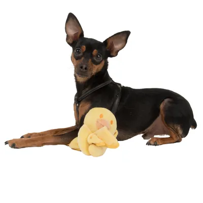 Hund mit schwarzem Geschirr liegt neben einem gelben Plüschspielzeug in Entenform.
