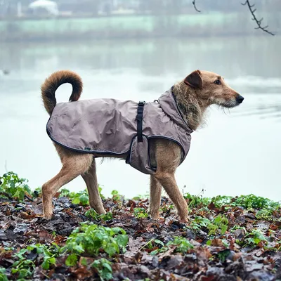 Pies w wodoodpornej kurtce w kolorze taupe z czarnym zapięciem stoi na mokrej leśnej ziemi przy jeziorze.