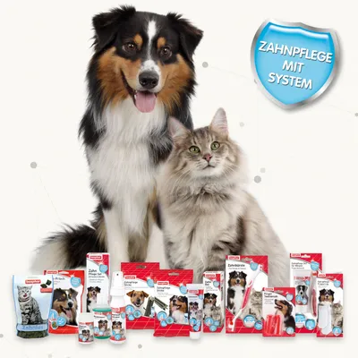 Beaphar dental care products for dogs and cats. Sign with text: Systematic dental care. Various products such as toothbrush, dental gel and snacks visible.