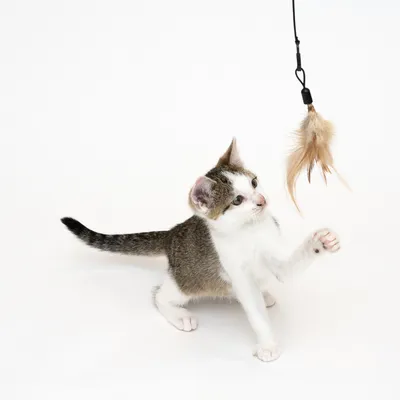 Chaton blanc et gris jouant avec un jouet suspendu à plumes beige, visible sur fond blanc.