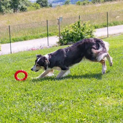 Dog playing with a red ring on a lawn. Product shows toy in use.