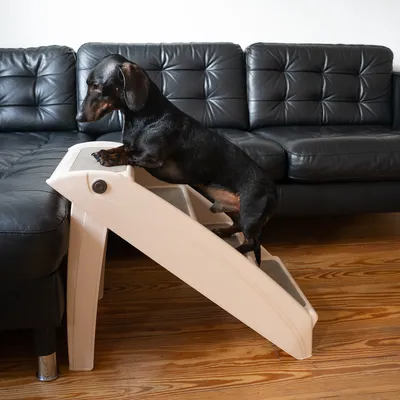Hund benutzt beige Haustiertreppe, um auf ein schwarzes Ledersofa zu steigen. Treppe mit rutschfesten Stufen und stabiler Konstruktion.